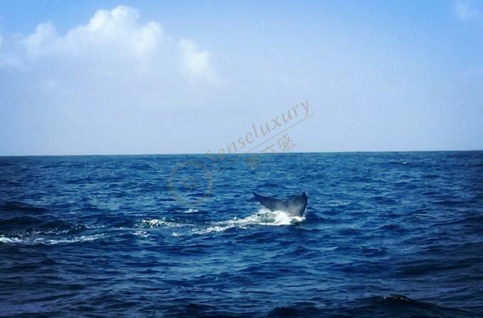 斯里兰卡旅游景点大全，也能体验到“非洲风情”5