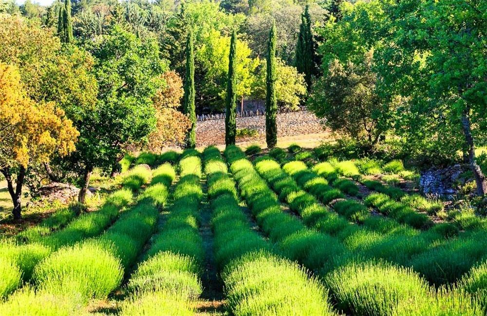 普罗旺斯除了薰衣草，还有哪些好玩的东西4