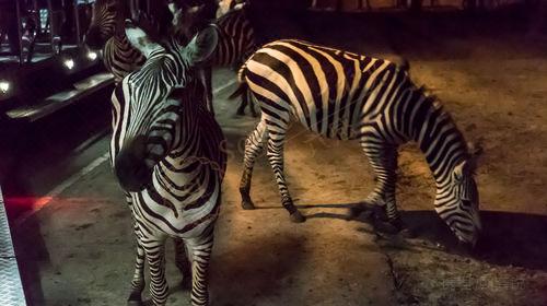 清迈自由行路线推荐及相关攻略7