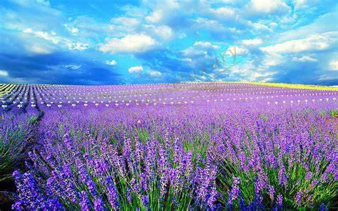 关于一些北海道旅游的小tips4