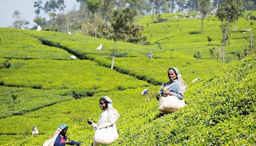 斯里兰卡六大必游景点，体验海岛国家的无穷魅力6