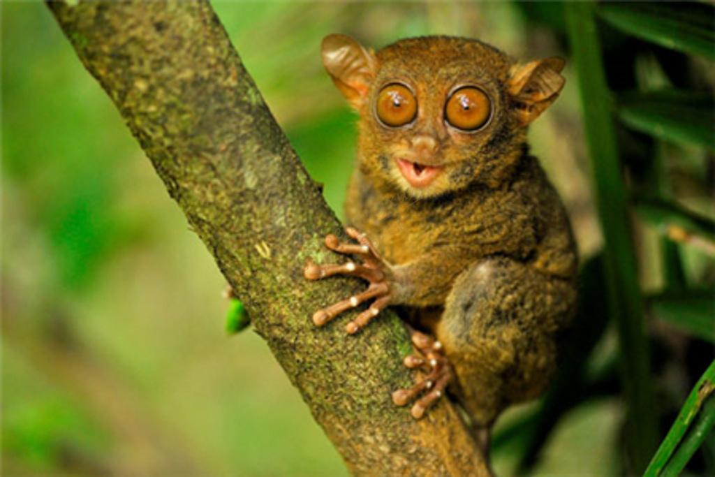 薄荷岛都有哪些娱乐体验活动？2