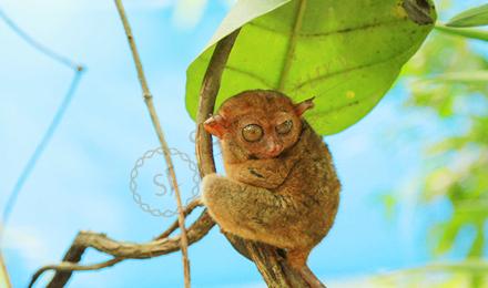 菲律宾热门岛屿之薄荷岛不可错过的事情1