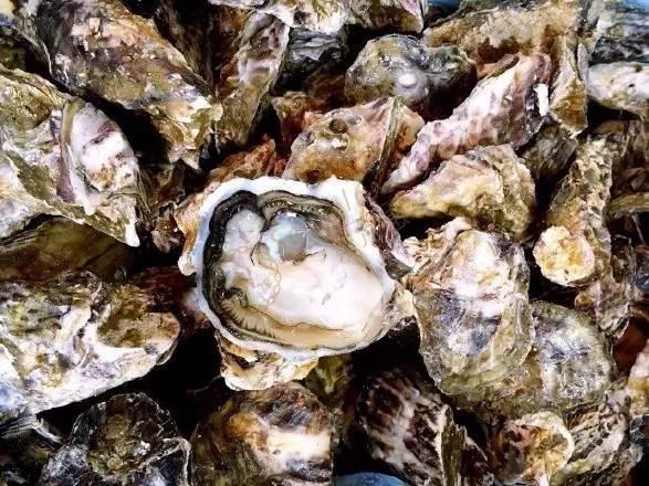 来新西兰旅游度假，有吃不尽的美食福利4