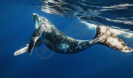 在斯里兰卡如何更好的观鲸，请看这篇攻略~2