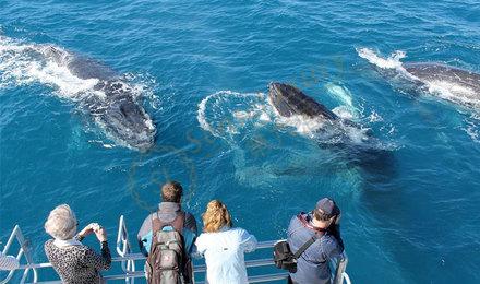 在斯里兰卡如何更好的观鲸，请看这篇攻略~3