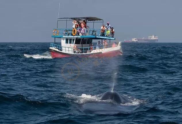 在斯里兰卡如何更好的观鲸，请看这篇攻略~4