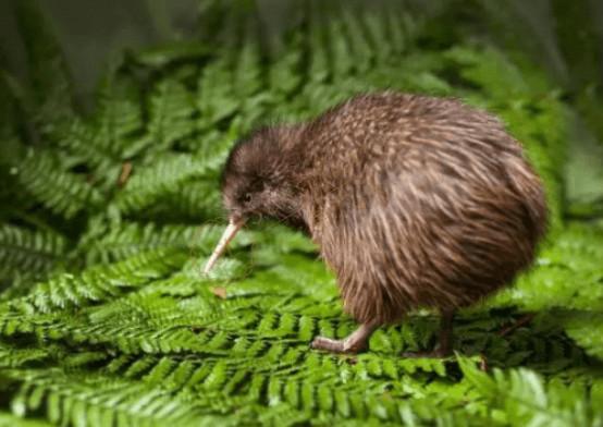 去新西兰度假什么季节最合适?4