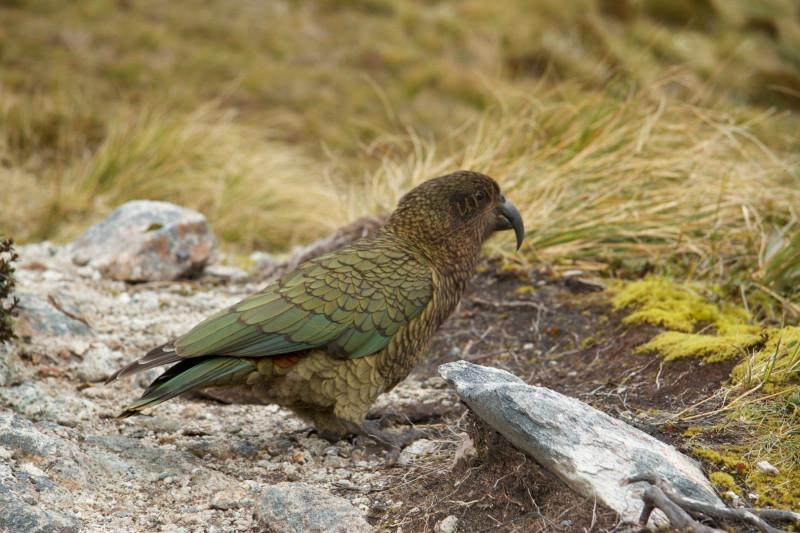 去新西兰度假什么季节最合适?6