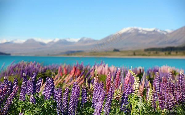 新西兰那些不得不体验的娱乐项目，跟小编一起先睹为快4