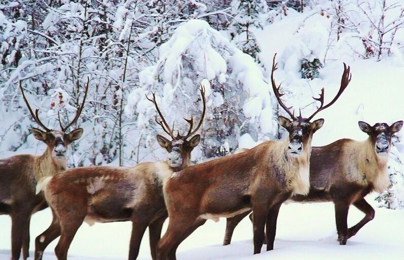 什么时候去芬兰看极光最佳,开启芬兰极光之旅4