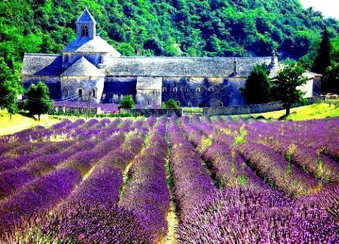 去普罗旺斯看薰衣草的一些注意事项2