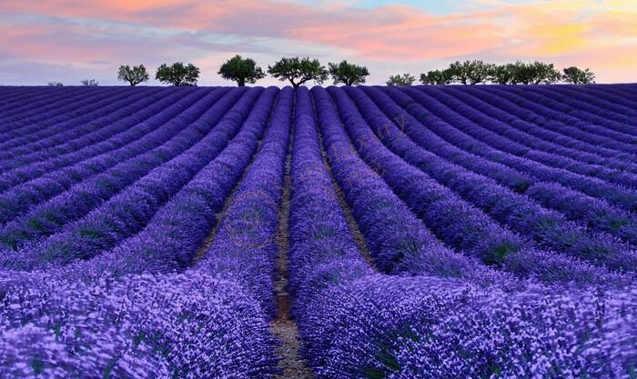 去普罗旺斯看薰衣草的一些注意事项5