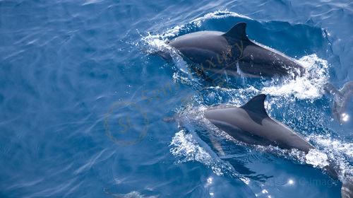 薄荷岛一日游，吃喝玩乐样样俱全5