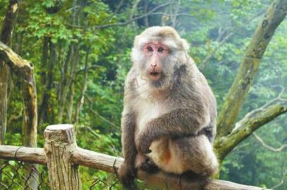 峨眉山的山大王猴子们在哪个景区可以看到?1