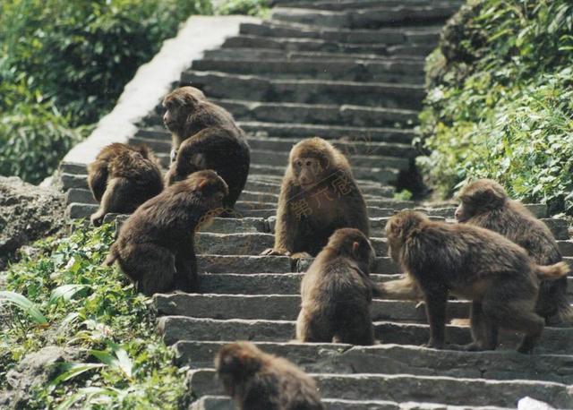 峨眉山的山大王猴子们在哪个景区可以看到?2