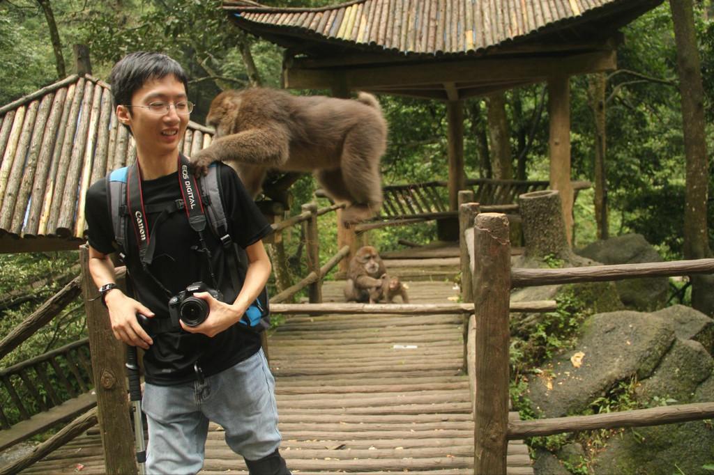 峨眉山的山大王猴子们在哪个景区可以看到?3
