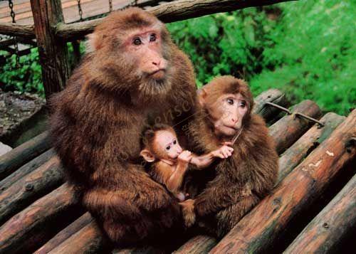 峨眉山的山大王猴子们在哪个景区可以看到?4