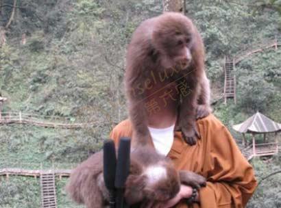 峨眉山的山大王猴子们在哪个景区可以看到?5