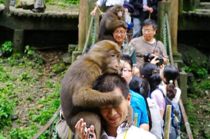峨眉山的山大王猴子们在哪个景区可以看到?6
