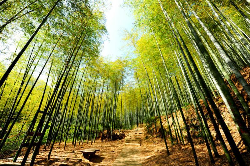 大家知道什么时候去安吉旅游最好吗?3