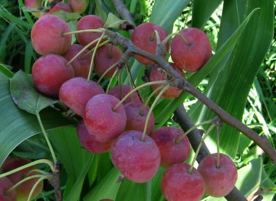 来丽江旅游除了这几样，其他的东西都不要买！3