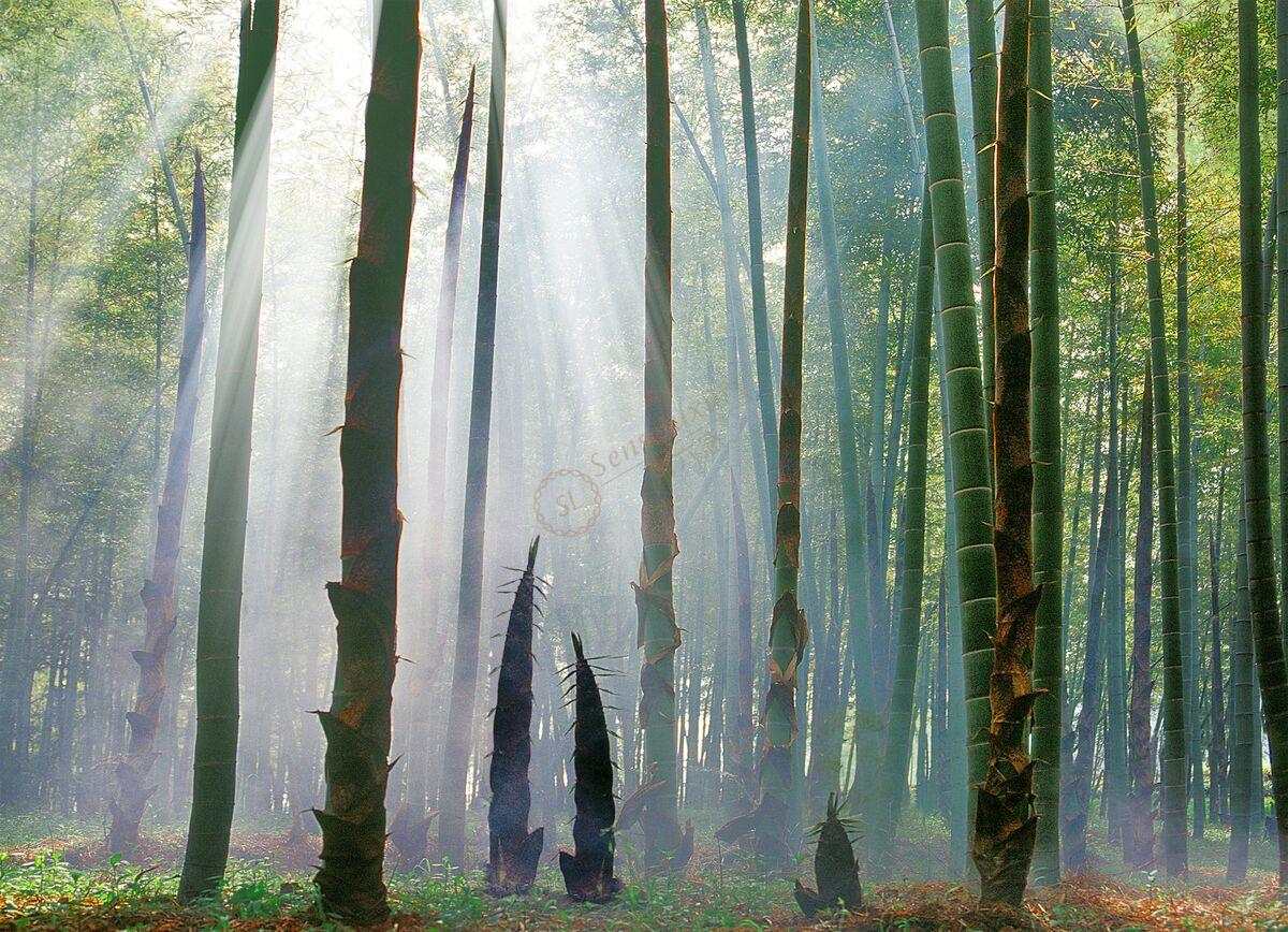 一起来看看安吉都有哪些著名的景点?6