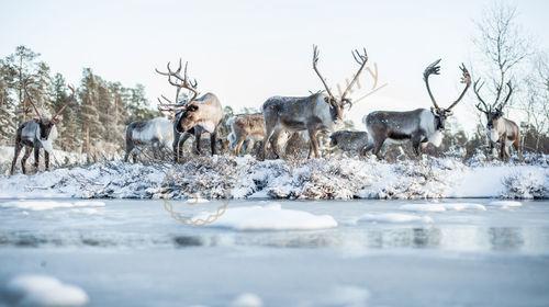 在芬兰游玩，都有哪些好玩的地方推荐？6