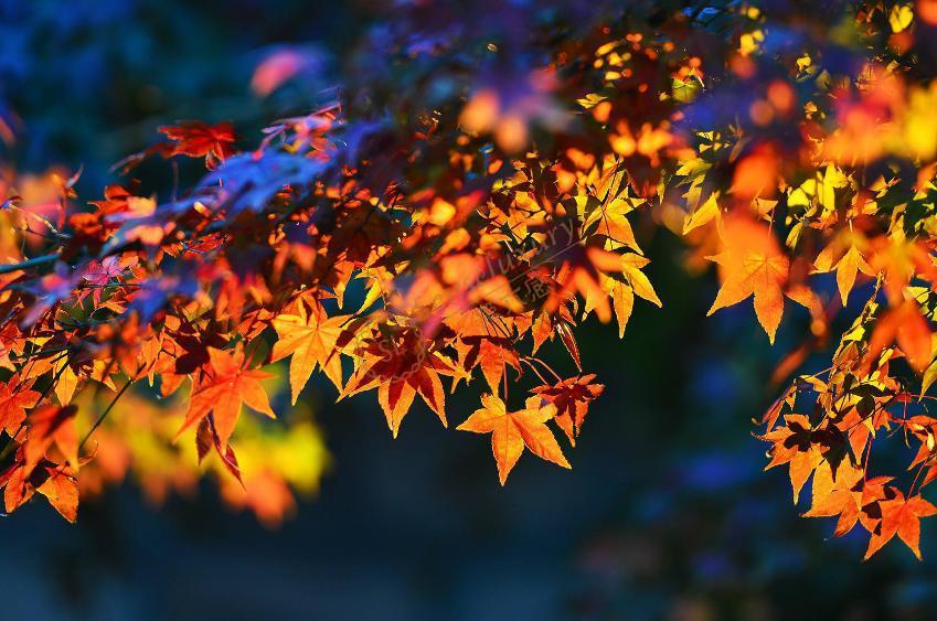 什么时候去莫干山看红叶最合适?1