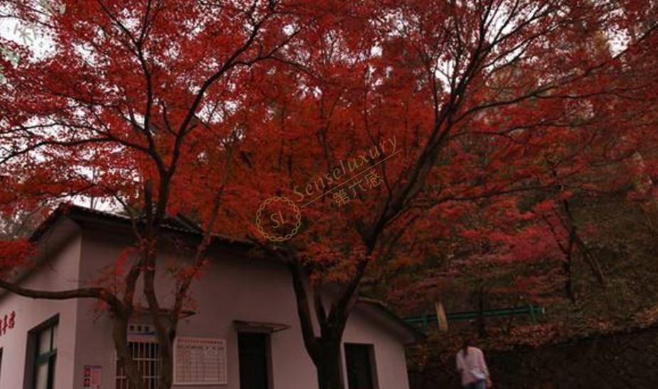 什么时候去莫干山看红叶最合适?2