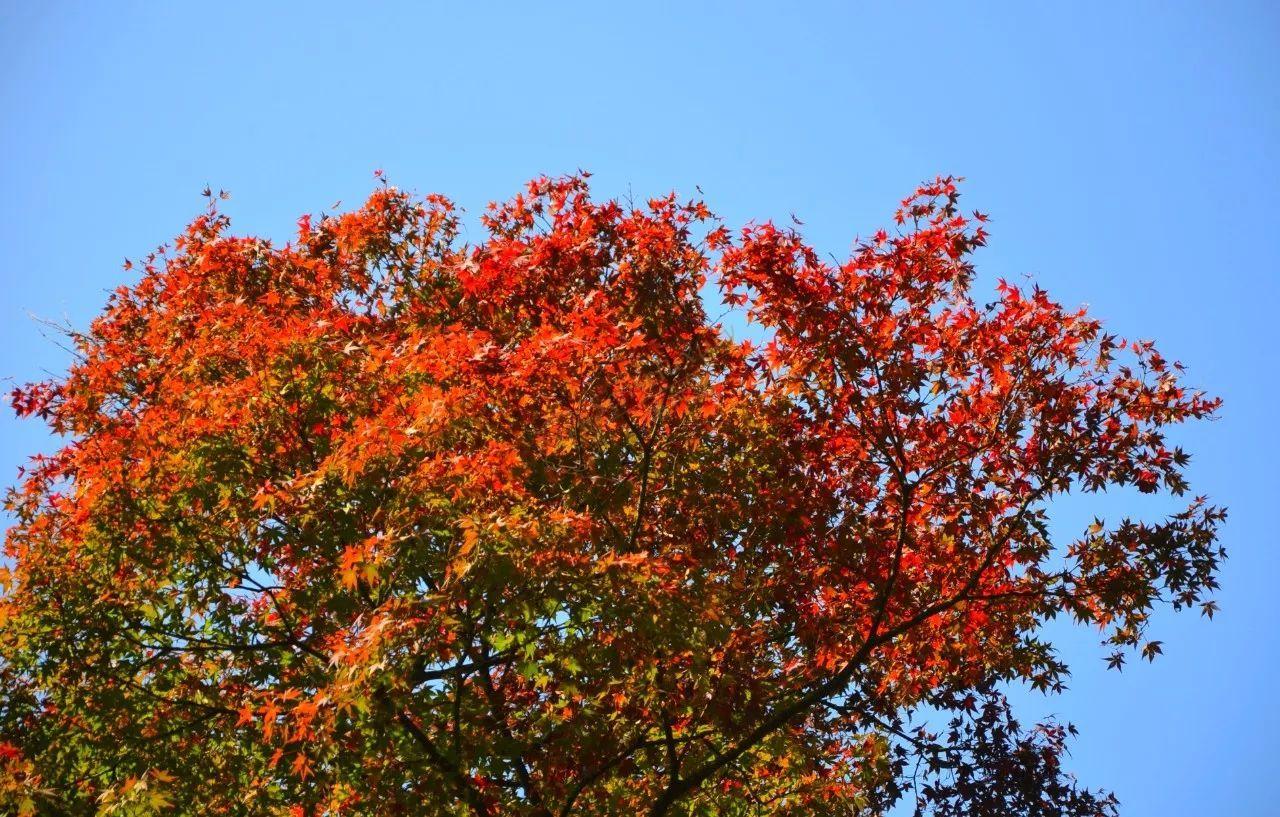 什么时候去莫干山看红叶最合适?4