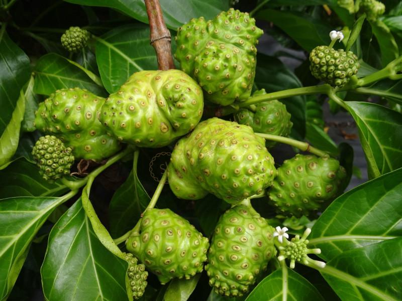 大溪地必购特产都有哪些呢？2