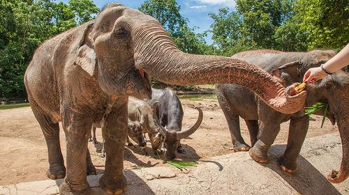 清迈四天三晚游玩路线分享2