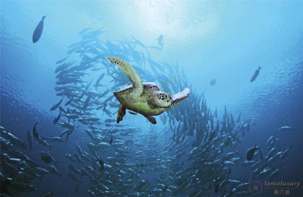 为什么要去马尔代夫自由行呢？马尔代夫自由行攻略6