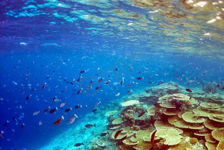 来马尔代夫必须去体验的活动都有哪些？5