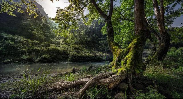 原舍.树蛙部落|在大自然的秘境里长出来的童话屋8