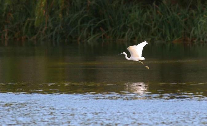入住树蛙部落,看星江河畔8