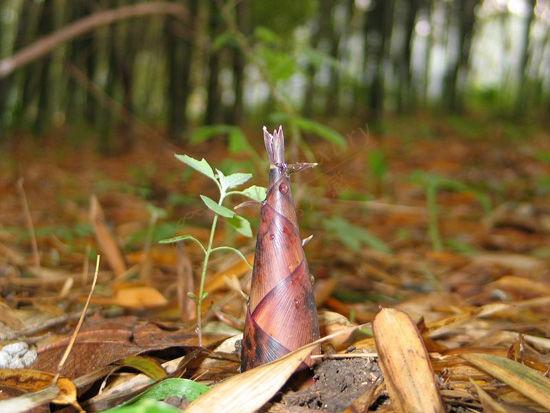 去安吉游玩必然带些什么特产回去呢?6