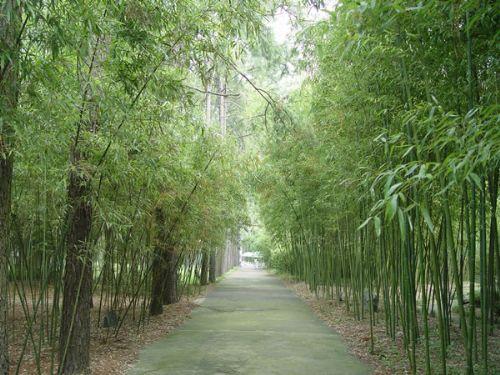 安吉有哪些景区值得大家去游玩呢？4