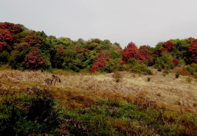 世界自然博物馆,中国这家真正的野奢帐篷你住过吗?3