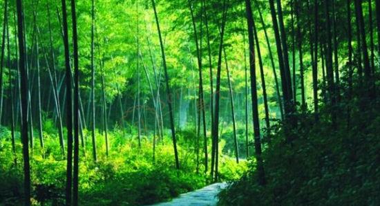 安吉自由行路线分享,欣赏沿路的风光1