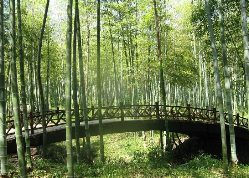 安吉自由行路线分享,欣赏沿路的风光2