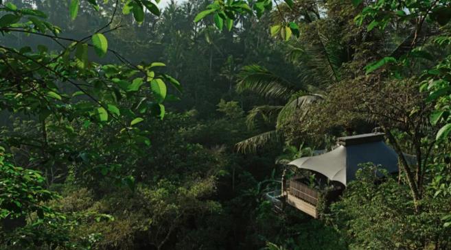 在巴厘岛的雨林帐篷看夕阳/晨光/听鸟叫5