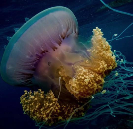 一个一生必去的度假圣地——马尔代夫29