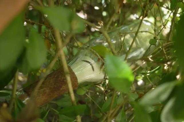 马代南丽世 | 这辈子都不要错过 情侣度假酒店14