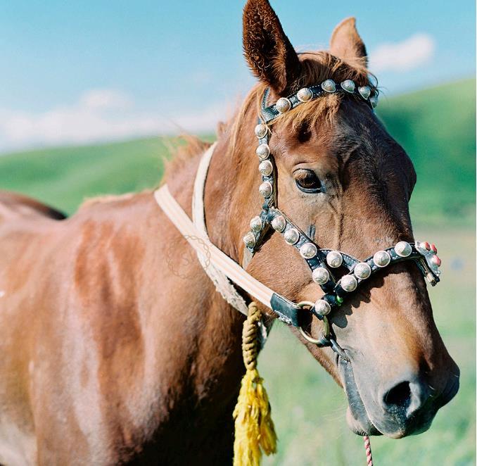 甘南诺尔丹营地 | 藏地绝美的孤独浪漫11