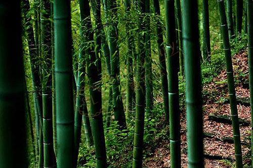 十一国庆来莫干山旅游都哪些景点值得推荐？3