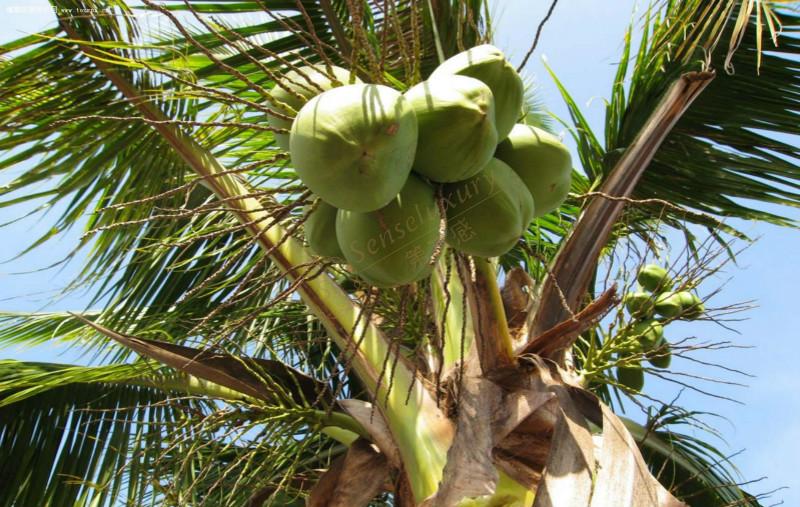 通过这几个方面来看下三亚旅游最佳时间是什么时候？3