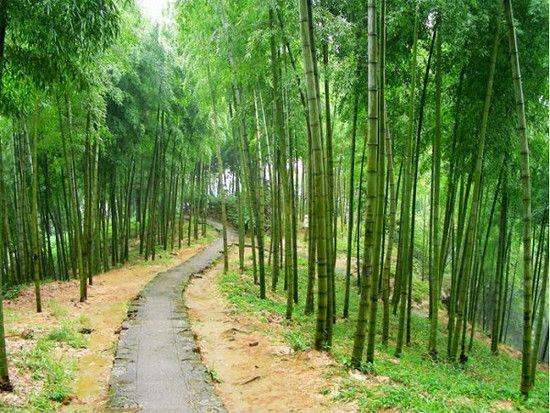 莫干山自由行线路规划及景点游玩攻略5