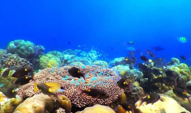 马尔代夫的白马庄园是一座极致奢华的“LV岛”25